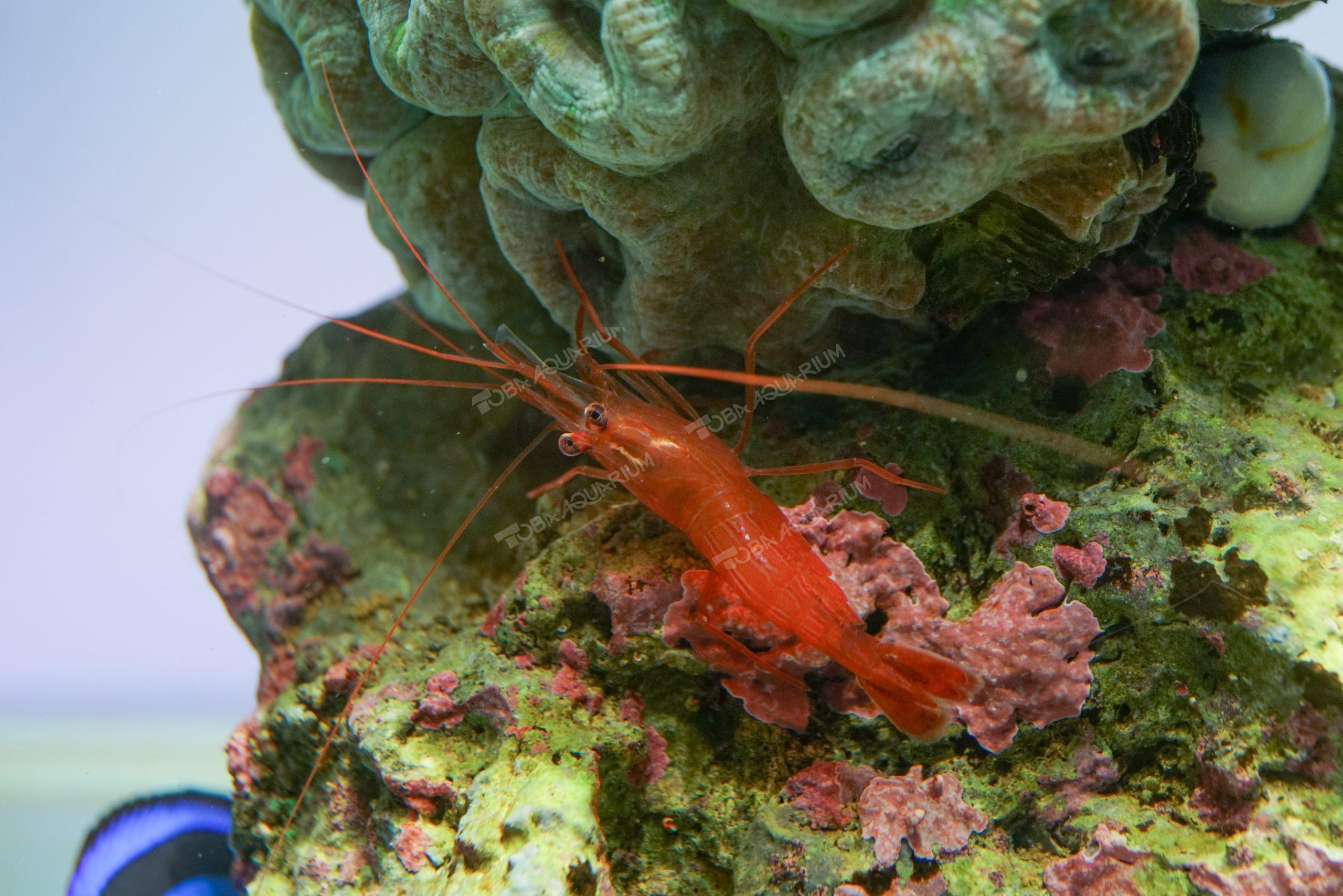 アカシマモエビ - 生きもの図鑑 鳥羽水族館